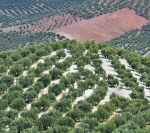 El aceite de oliva pone en valor sus aportes en salud y sostenibilidad