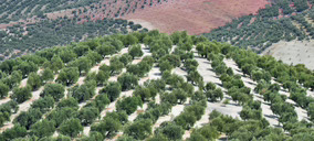 El aceite de oliva pone en valor sus aportes en salud y sostenibilidad