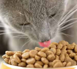 Portobello podría cerrar este año la venta de Elmubas Petfood