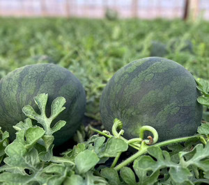 Agrícola Navarro de Haro invertirá 10 M en la construcción de una nueva central