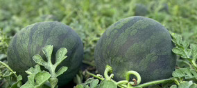 Agrícola Navarro de Haro invertirá 10 M en la construcción de una nueva central