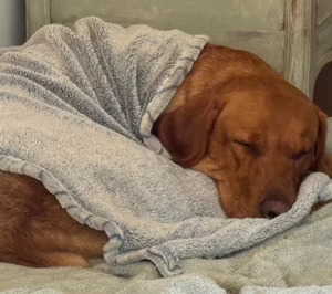 Fontenas (‘PSH’) lanza una marca de pet care para la gran distribución