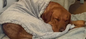 Fontenas (‘PSH’) lanza una marca de pet care para la gran distribución