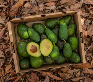 Natural Tropic aborda una gran ampliación para duplicar la capacidad productiva de frutas tropicales