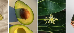Grupo Avocoop, un actor al alza en el mercado de aguacate convencional