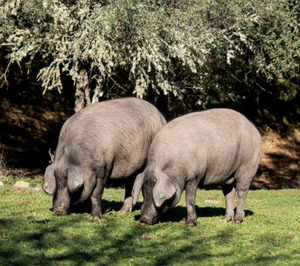El grupo Vall Companys entra en el capital de una relevante fabricante de ibérico