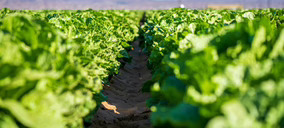 Grupo Gs se hace con la también murciana Kernel Export