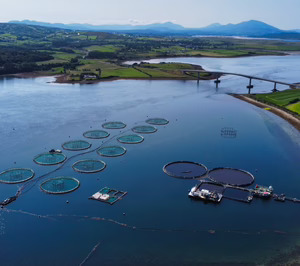 Mowi cierra 2025 con una facturación de 5.730 M€ y una cosecha total de 559.000 t