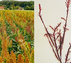 Investigadoras del CSIC desarrollan envases biodegradables a partir de harinas y algas