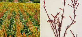 Investigadoras del CSIC desarrollan envases biodegradables a partir de harinas y algas