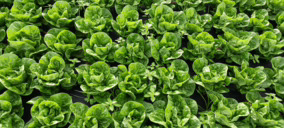 Damm y Ametller Origen desarrollan un proyecto que transforma el bagazo en fertilizante orgánico