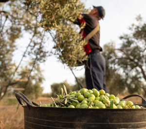 Una productora sevillana de aceitunas presenta concurso mientras ultima su venta a otra empresa del sector