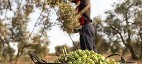 Una productora sevillana de aceitunas presenta concurso mientras ultima su venta a otra empresa del sector