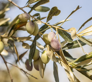 Gypasa continúa diversificando su negocio más allá de la nutrición animal