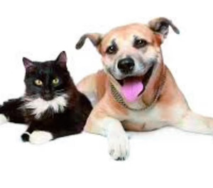 Trouw Nutrition (Nutreco) instala una línea de premezclas para petfood en España