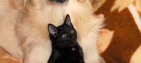 Perros y gatos acortan distancias en el mercado de petfood, que aumentó un 6% en 2025