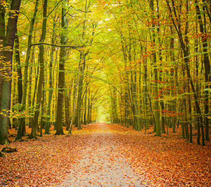 El Foro del Papel reivindica la gestión activa de los montes