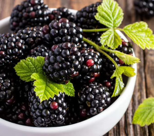 Senda Fruits superará los 100 M€ en berries tras sumar nuevos acuerdos con productores