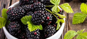 Senda Fruits superará los 100 M€ en berries tras sumar nuevos acuerdos con productores