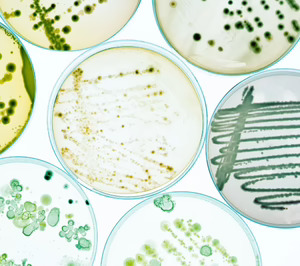 FourStrain Lab, fermentación de precisión con vocación industrial para ingredientes con sentido