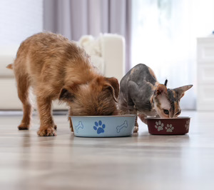 La salud y el bienestar integral marcan la evolución del sector de pet food
