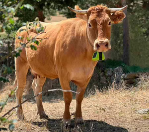 Digitanimal se apoya en Dekra y Skylo para validar su proyecto de monitorización de ganadería extensiva