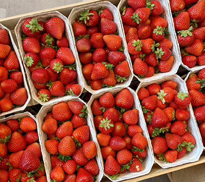 ‘muMU’, planificación, eficiencia y diferenciación para crecer de forma sostenible en berries