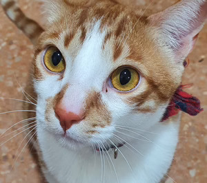 Pet Care crece con fuerza y el modelo dominante es la diversificación