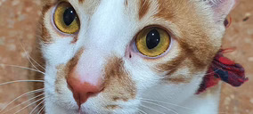 Pet Care crece con fuerza y el modelo dominante es la diversificación