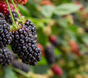 Cuna de Platero profundiza en investigación varietal y apuesta por la IA