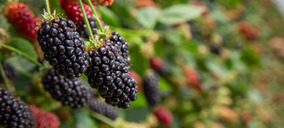 Cuna de Platero profundiza en investigación varietal y apuesta por la IA