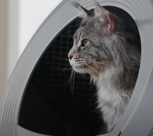 MOVA asoma la cabeza