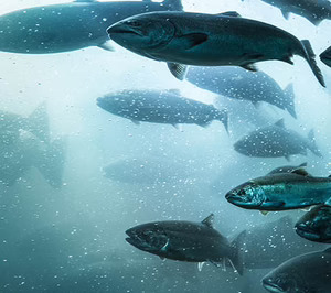 Arranca el proyecto de salmón de Seafood Legacy en Galicia con importantes ayudas públicas