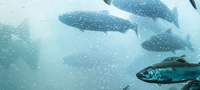 Arranca el proyecto de salmón de Seafood Legacy en Galicia con importantes ayudas públicas