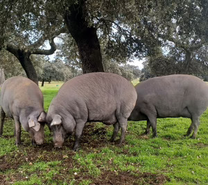 Covap e Innogando firma su primer piloto exitoso en monitorización inteligente de cerdo ibérico