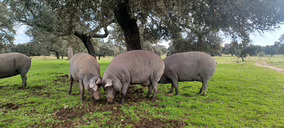 Covap e Innogando firma su primer piloto exitoso en monitorización inteligente de cerdo ibérico