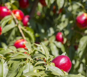 El Ciruelo adelanta el inicio de la campaña de fruta de hueso nacional