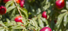 El Ciruelo adelanta el inicio de la campaña de fruta de hueso nacional