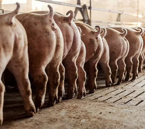 Incarlopsa abordará técnicas no invasivas en el sector primario con el proyecto Noinvasivepig