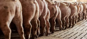 Incarlopsa abordará técnicas no invasivas en el sector primario con el proyecto Noinvasivepig