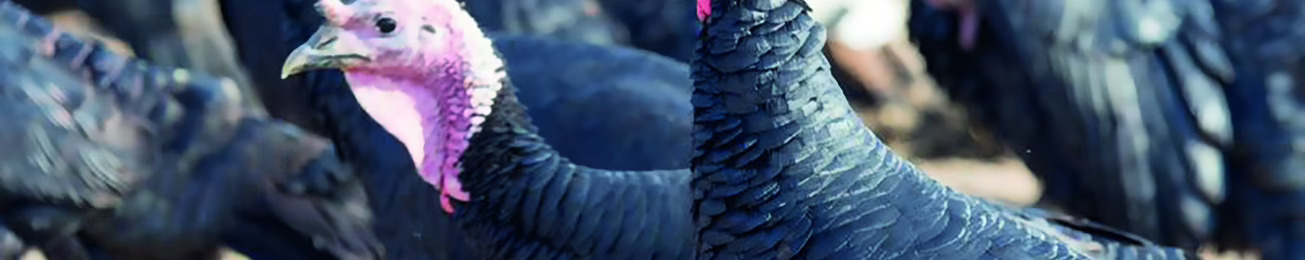 Informe Segmento 2026 de carne de pavo