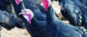 Informe Segmento 2026 de carne de pavo