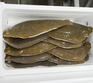 Sea Eight y el Gobierno Vasco presentan el macroproyecto de acuicultura Aquacria Bordas, con una inversión de 170 M€