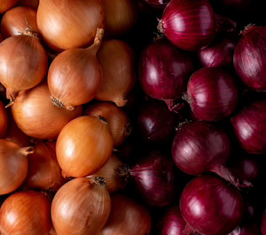 La cebolla, ¿alternativa rentable en las explotaciones alavesas?