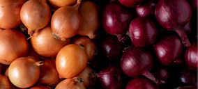La cebolla, ¿alternativa rentable en las explotaciones alavesas?