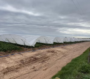 Patata de invernadero, el modelo de cultivo de Meléndez que adelanta la campaña de patata nueva en Sevilla
