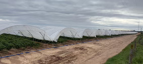 Patata de invernadero, el modelo de cultivo de Meléndez que adelanta la campaña de patata nueva en Sevilla