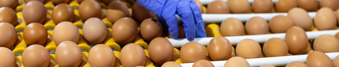 Informe 2026 del sector de Huevos en España