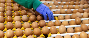 Informe 2026 del sector de Huevos en España