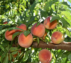 Fruta de hueso 2026: más producto, más tecnificación, cambio varietal y más calidad